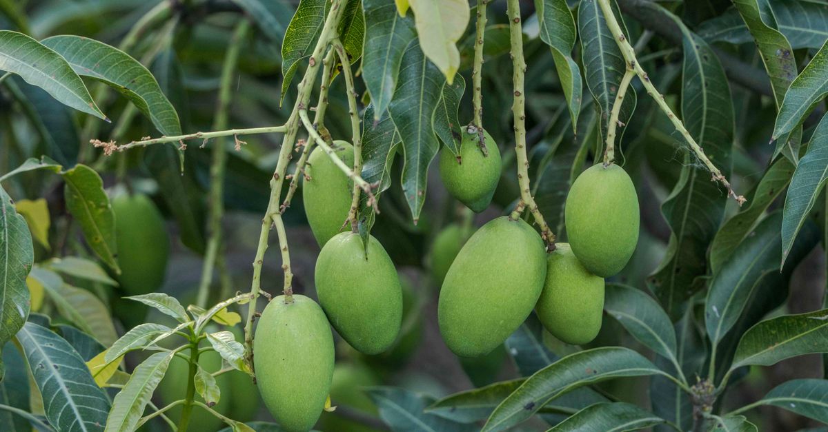 Amrapali Mango Farming in India 2026: Cost, Profit, Varieties & Guide ...