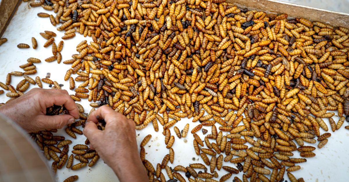 Lak Insect Lac Culture (Lac Insect Farming) Farming in India 2026: Cost, Profit ...