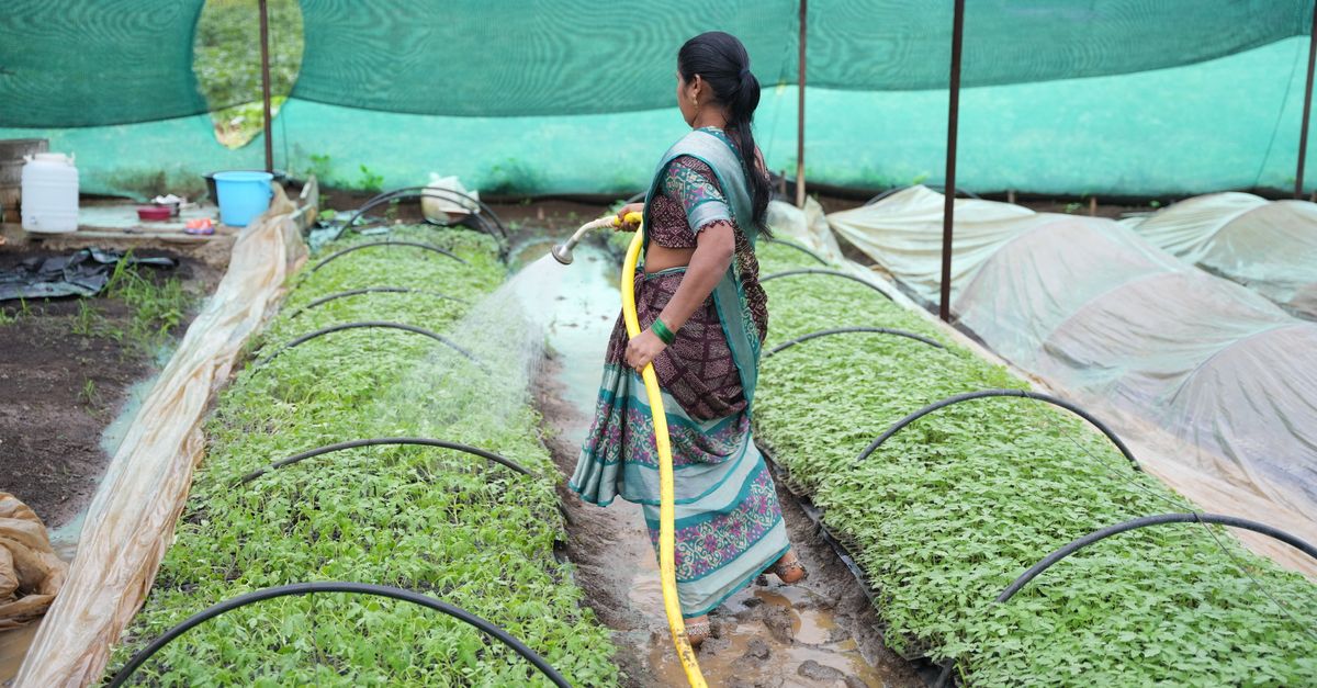Net House and Shade Net Farming Farming in India 2026: Cost, Profit ...