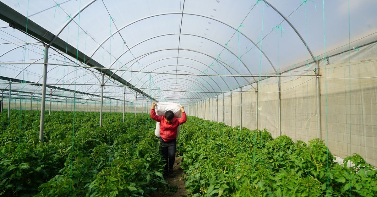 Polyhouse Vegetable Farming Farming in India 2026: Cost, Profit ...