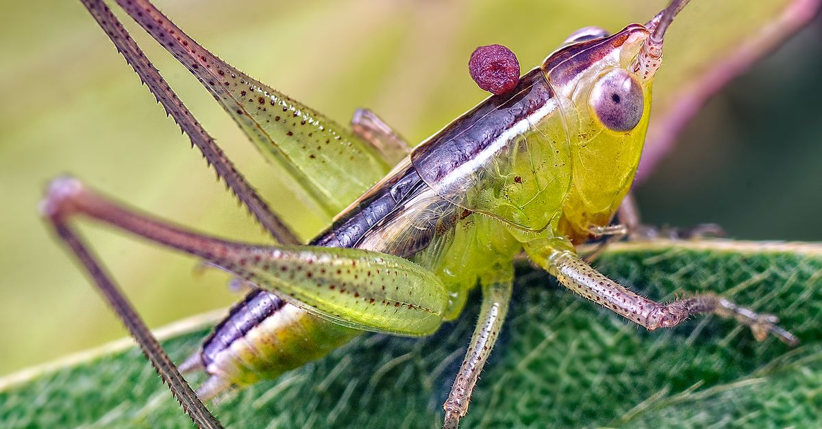 Mango Gopper Mango Hopper Control - Symptoms, Treatment & Prevention | Farmer.in