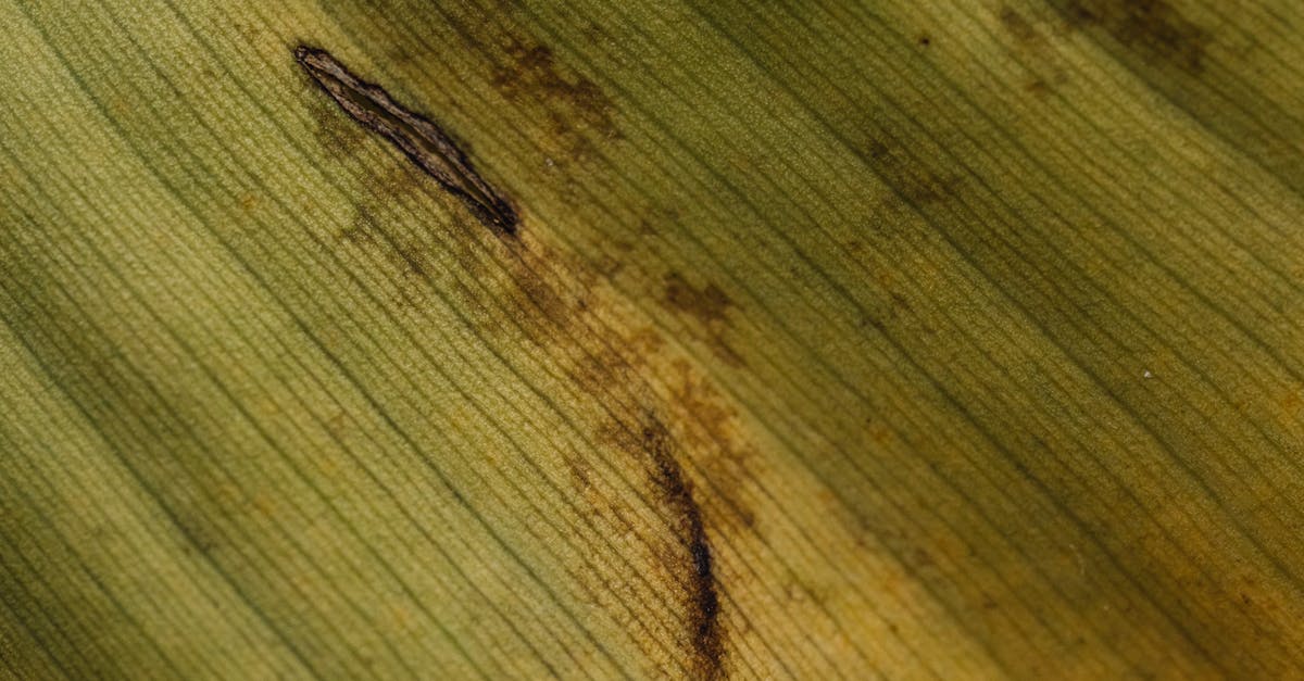 Sheath Blight Control - Symptoms, Treatment & Prevention | Farmer.in